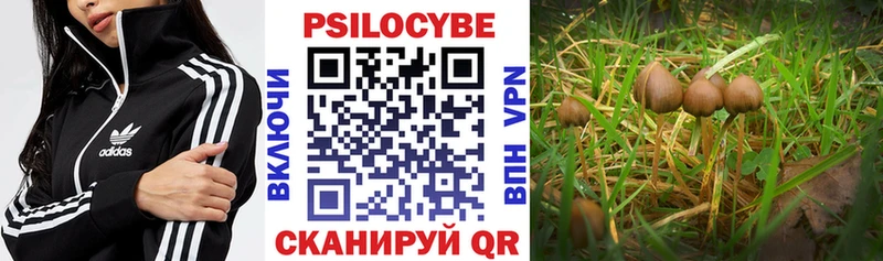сколько стоит Фокино Псилоцибиновые грибы GOLDEN TEACHER